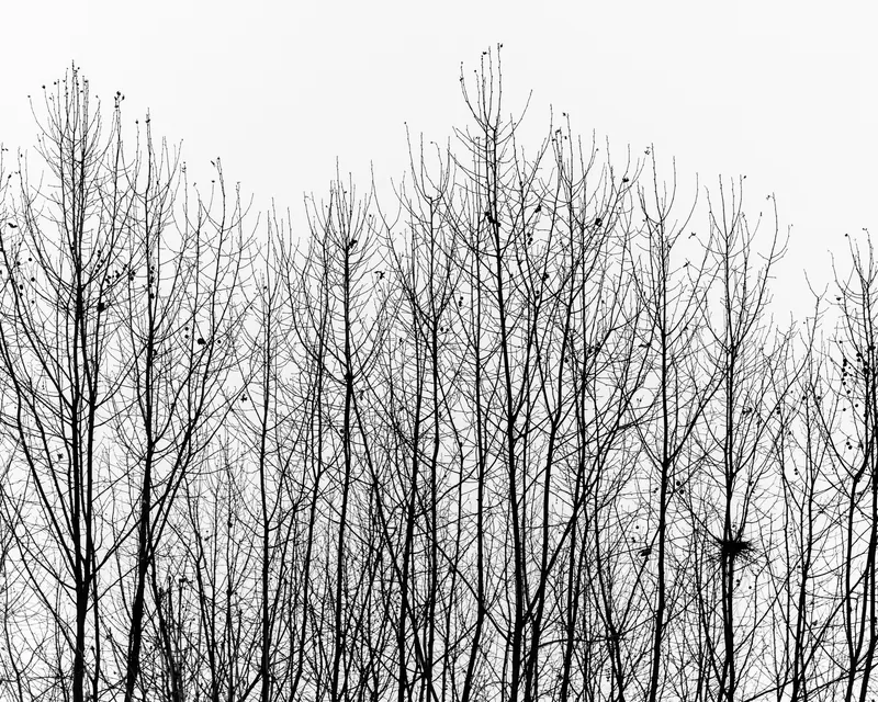 ARBRES - FETE FORAINE - VILLEMOMBLE- 14-12-2025 - 1020265.jpg