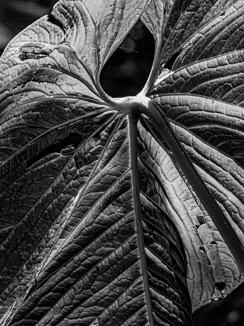 equateur23-5.jpg