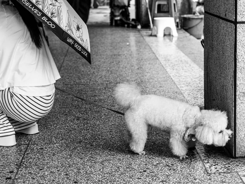 STREET DOG