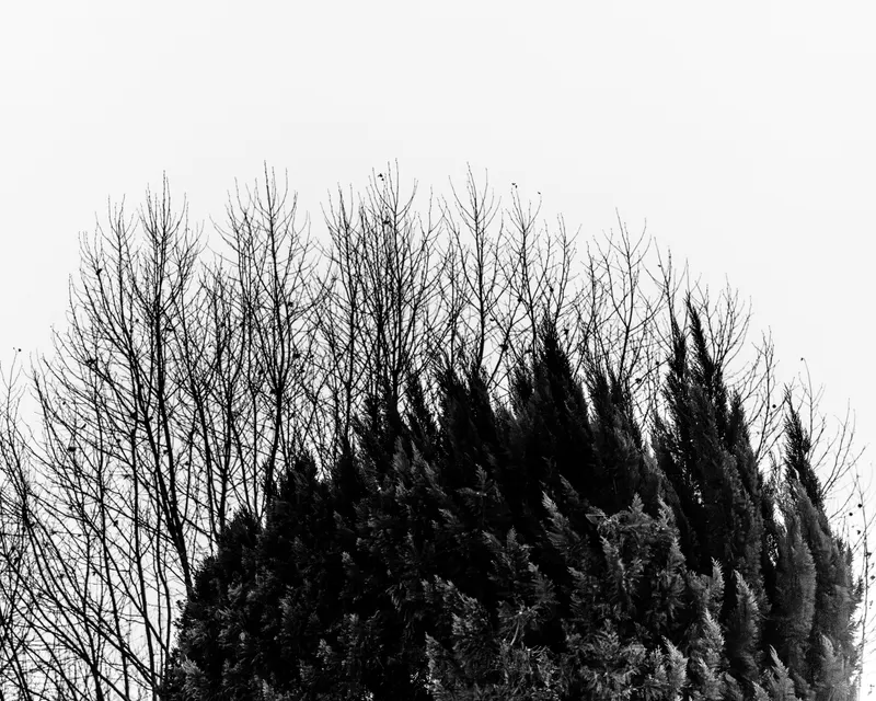 ARBRES - FETE FORAINE - VILLEMOMBLE- 14-12-2025 - 1020262.jpg