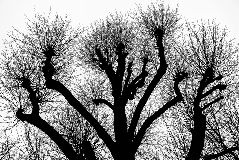 ARBRES - FETE FORAINE - VILLEMOMBLE- 14-12-2025 - 1020238.jpg